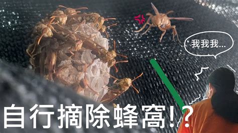 家裡有蜂窩代表|家裡有蜂窩代表什麼？